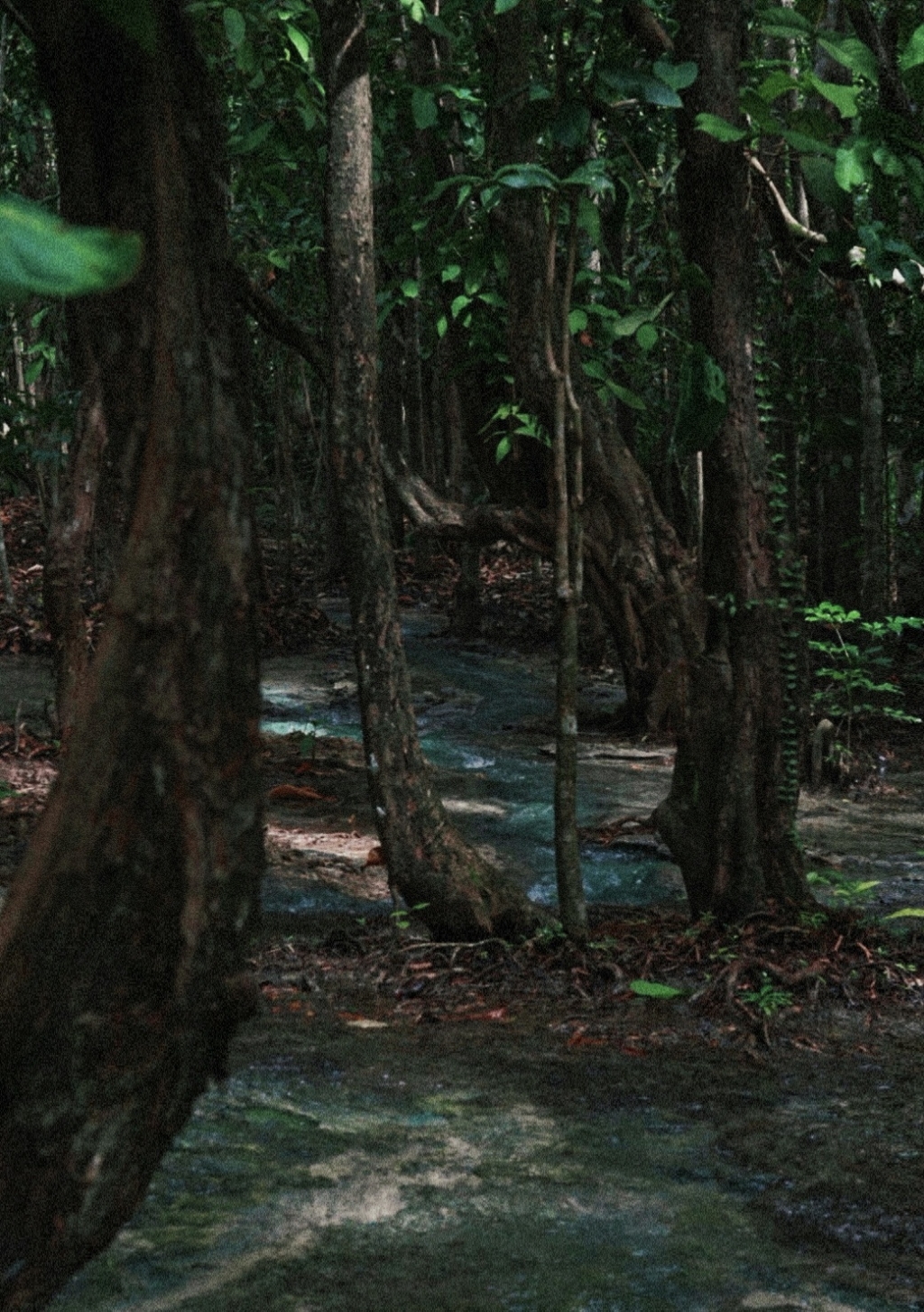 Krabi-Don’t forget to have a coffee break in the rainforest while visiting the Emerald Pool in Krabi