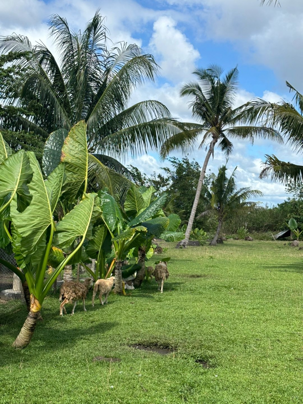 Cebu-Airbnb booked Danao, a private room in a farmhouse, with different delicacies every day