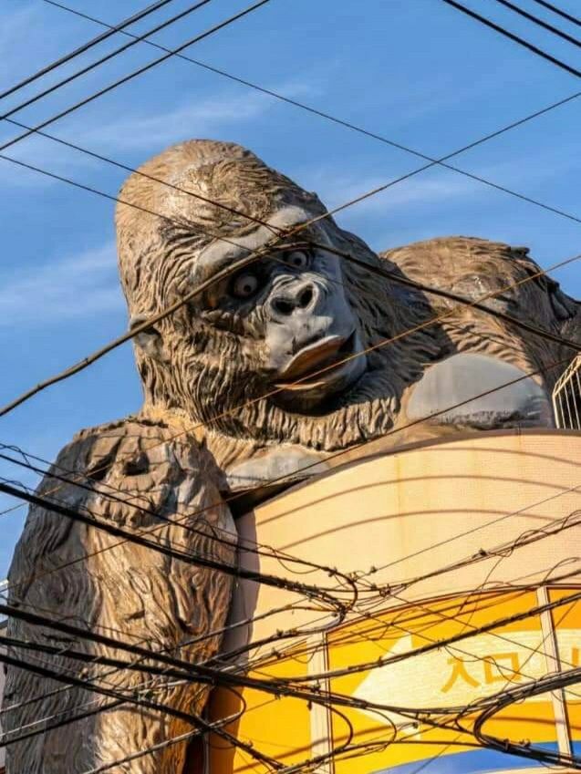 Tokyo-A giant gorilla reaches down from the top of a three-story building at Sangenjaya in Tokyo