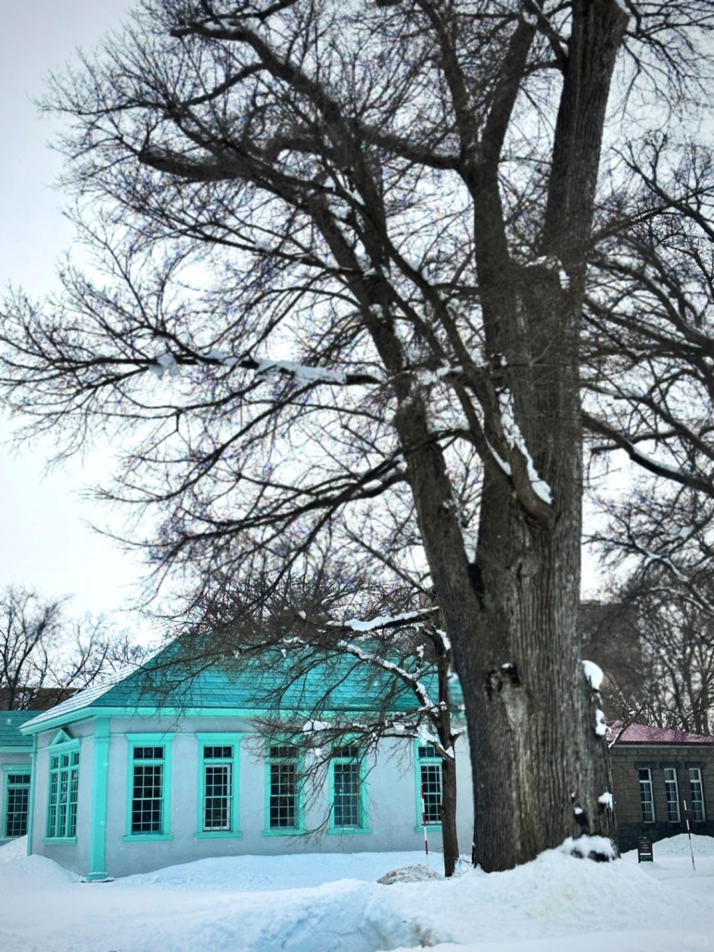 Sapporo/Hokkaido-Beautiful scenery of Hokkaido University❄️, snow-covered branches and flowing streams