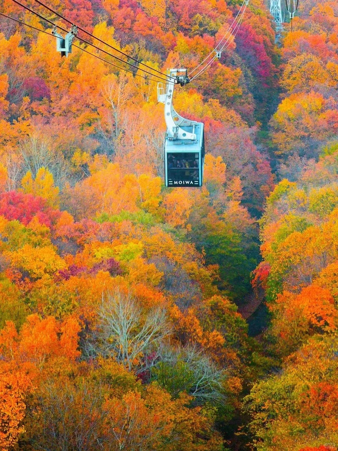 Sapporo/Hokkaido-Hokkaido's autumn: 🍁season to enjoy the red maple leaves from a cable car