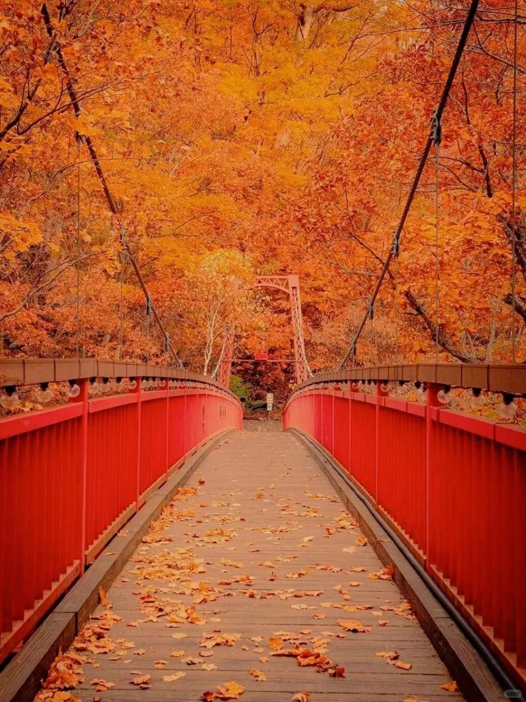 Sapporo/Hokkaido-Hokkaido's autumn: 🍁season to enjoy the red maple leaves from a cable car