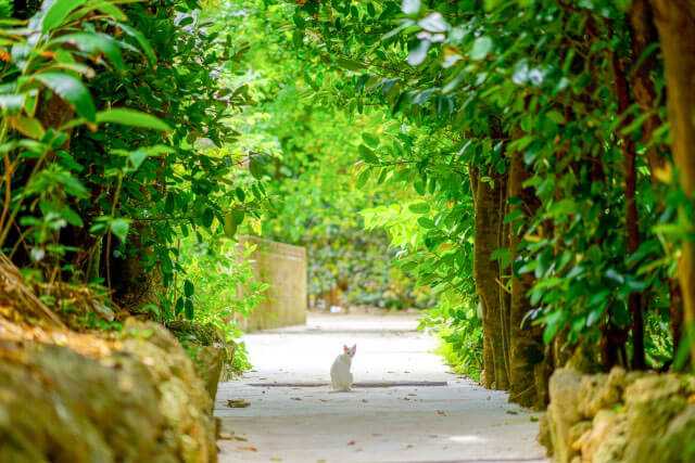 Okinawa-30 things to do in Okinawa and experience the unique natural environment of Kyushu