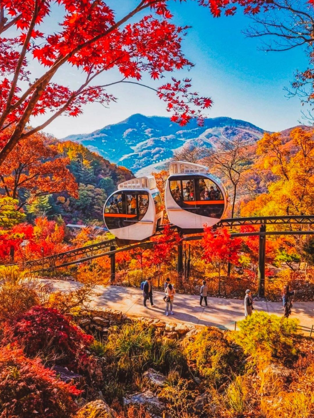 Seoul-Travel to Korea, 🍁Take the Dream Train to the Flower Forest and enjoy the autumn leaves