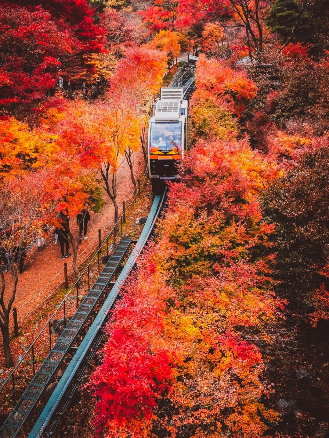 Seoul-Travel to Korea, 🍁Take the Dream Train to the Flower Forest and enjoy the autumn leaves