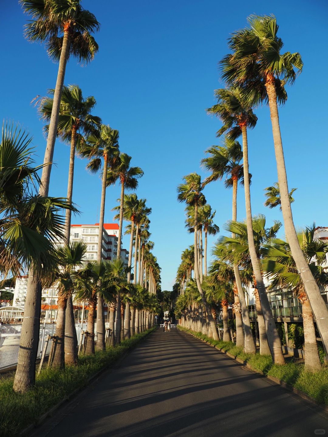 Tokyo-Zushi Beach on Miura Peninsula in Tokyo, clear sea, beautiful coconut trees and sunset