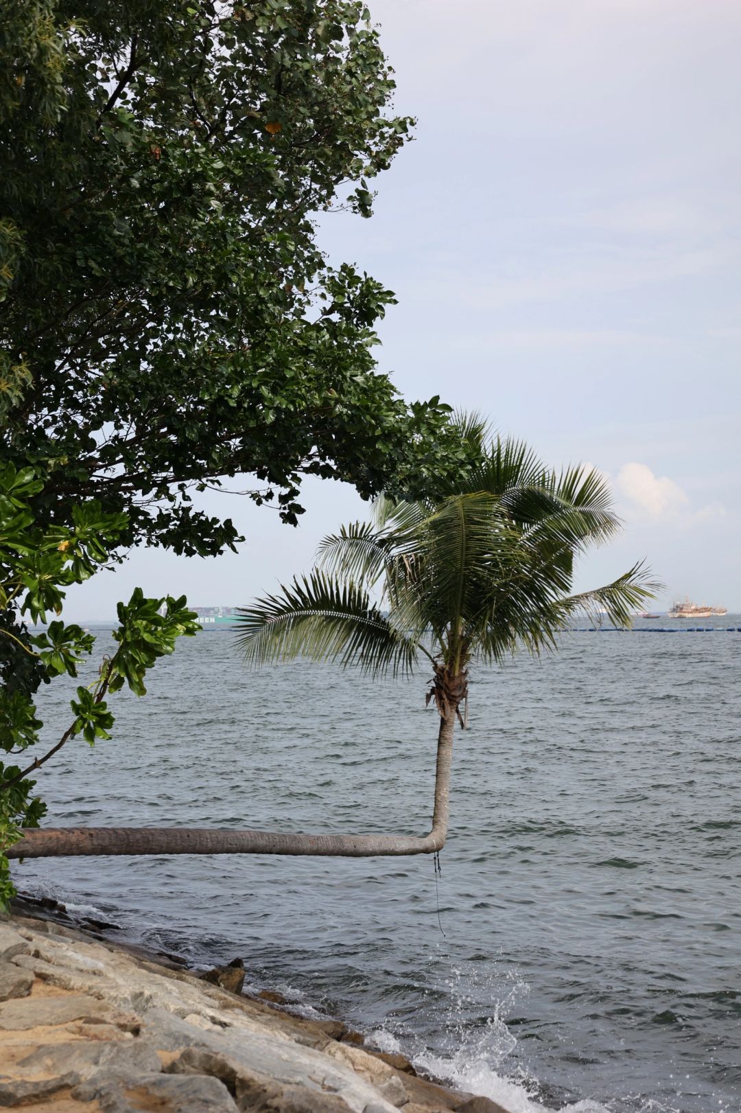 Singapore-Singapore Sentosa Beach, taking a photo with the crooked tree at the southernmost tip of the Asian continent