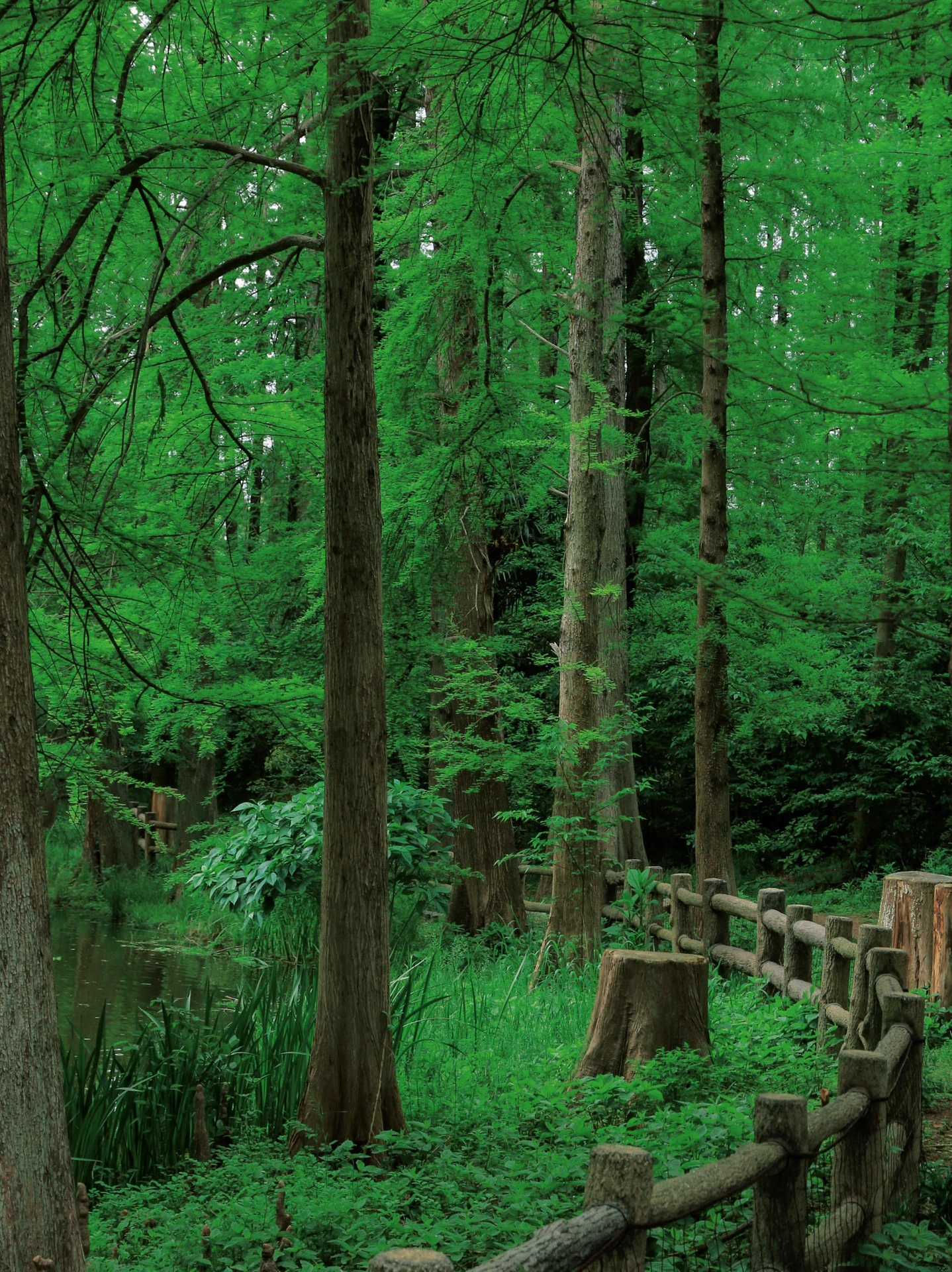 Osaka-Osaka City Park "History Forest" 历史の森 Nagai Botanical Garden, enjoy the Tertiary flora