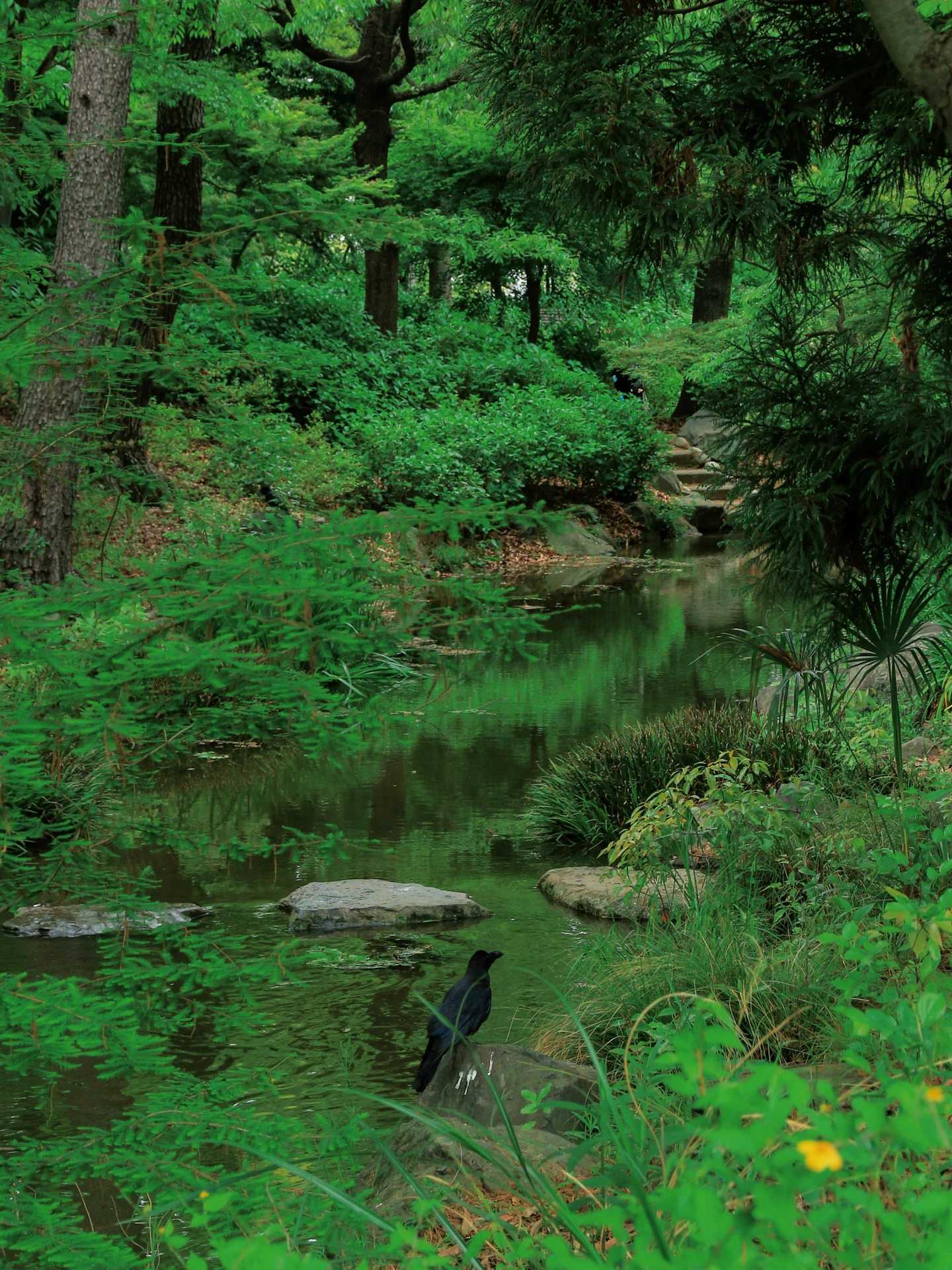 Osaka-Osaka City Park "History Forest" 历史の森 Nagai Botanical Garden, enjoy the Tertiary flora