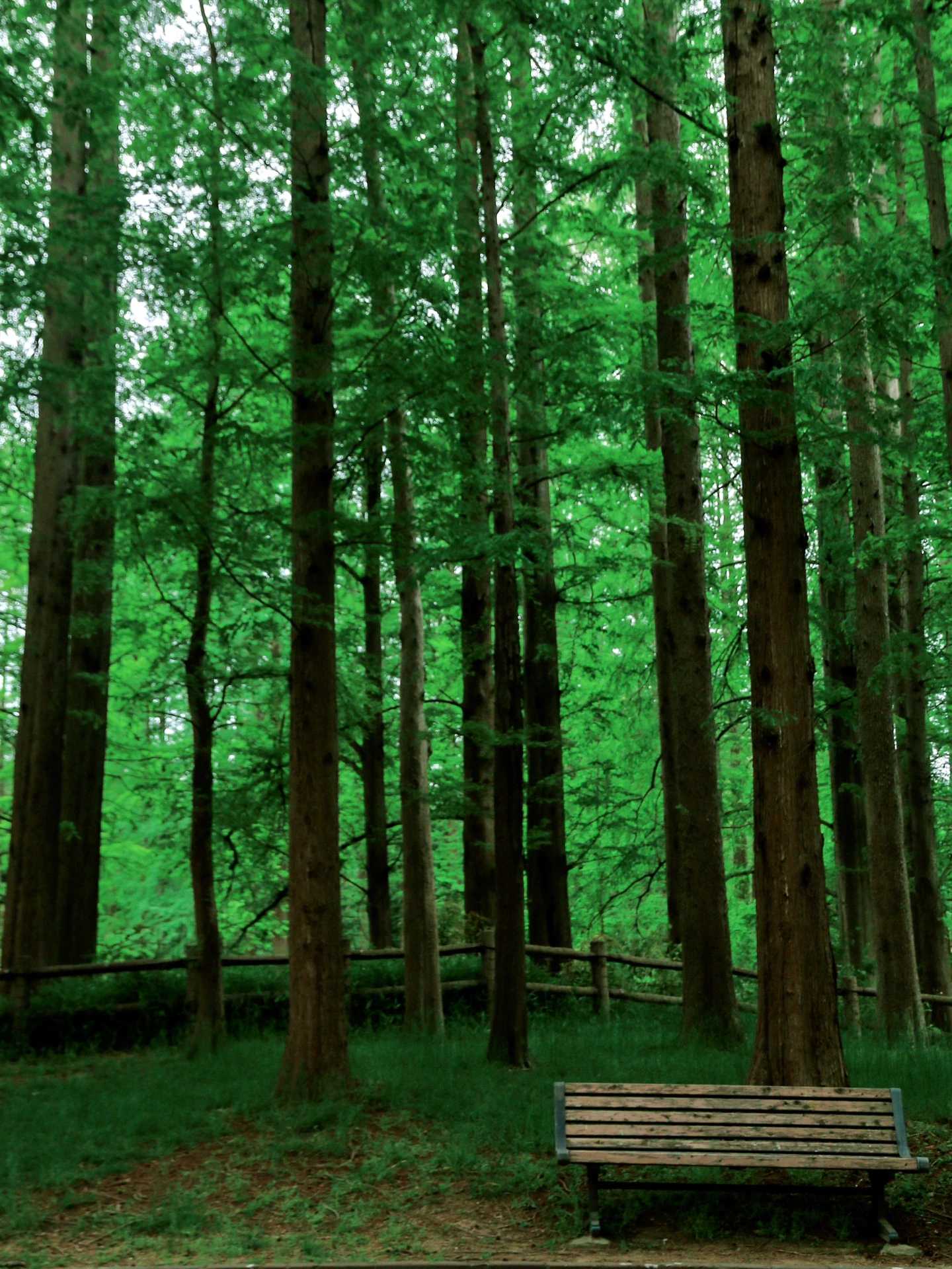 Osaka-Osaka City Park "History Forest" 历史の森 Nagai Botanical Garden, enjoy the Tertiary flora