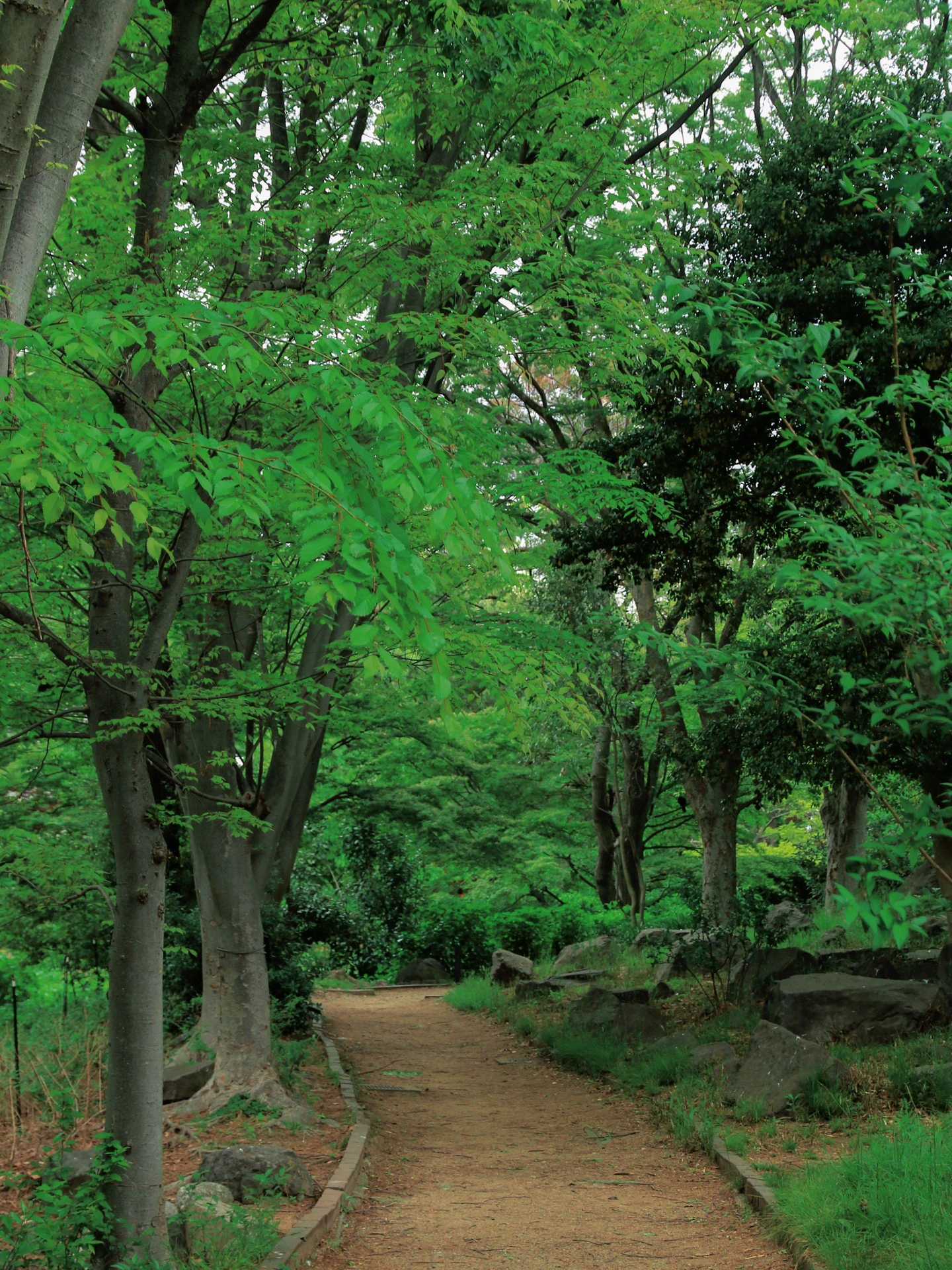 Osaka-Osaka City Park "History Forest" 历史の森 Nagai Botanical Garden, enjoy the Tertiary flora