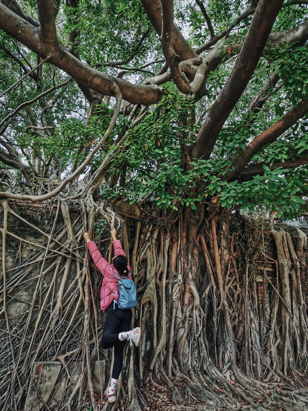 Taiwan-Tainan Travel Tour Anping Tree House, Sicao Green Tunnel and Black-faced Spoonbill