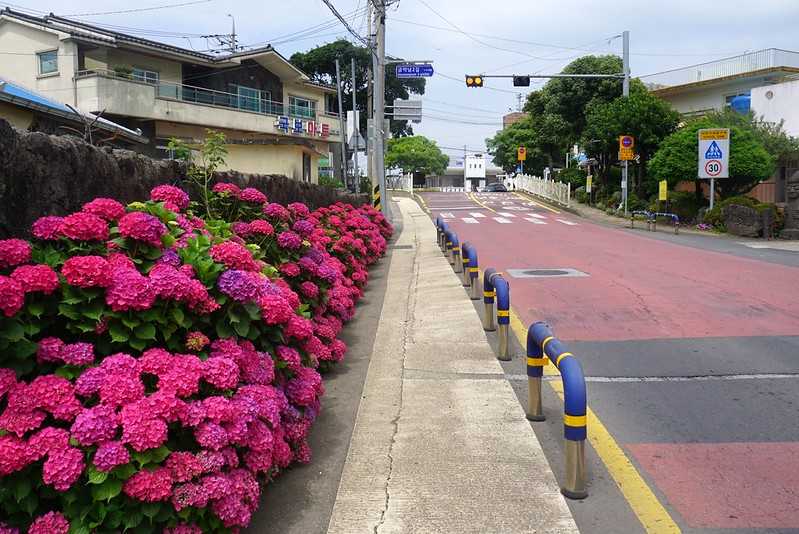 Busan/Jeju-Admire the well-deserved Jeju Island hydrangeas in Jeju Island, South Korea. The pink hydrangeas are very bright.