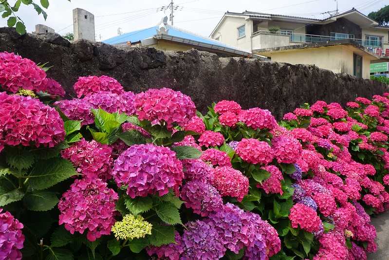 Busan/Jeju-Admire the well-deserved Jeju Island hydrangeas in Jeju Island, South Korea. The pink hydrangeas are very bright.