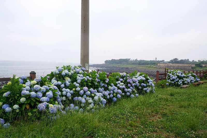 Busan/Jeju-Admire the well-deserved Jeju Island hydrangeas in Jeju Island, South Korea. The pink hydrangeas are very bright.