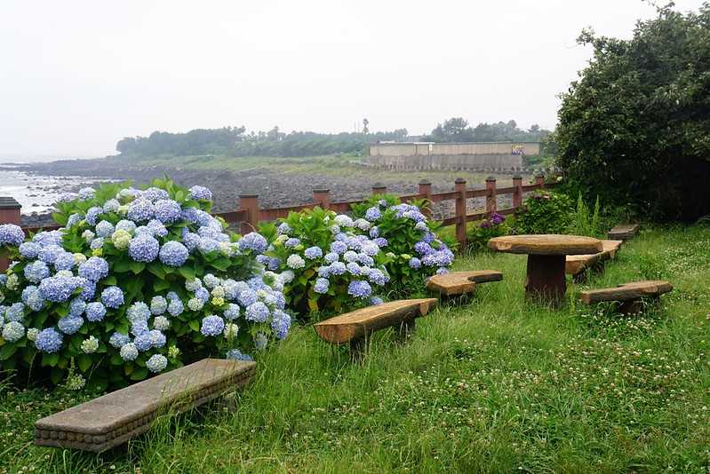 Busan/Jeju-Admire the well-deserved Jeju Island hydrangeas in Jeju Island, South Korea. The pink hydrangeas are very bright.