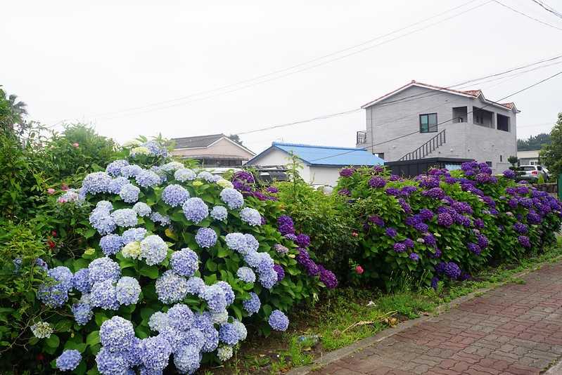 Busan/Jeju-Admire the well-deserved Jeju Island hydrangeas in Jeju Island, South Korea. The pink hydrangeas are very bright.