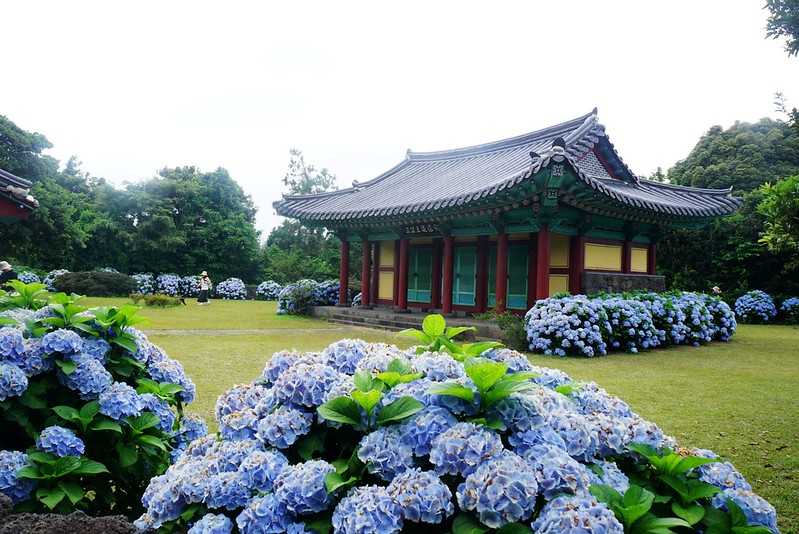 Busan/Jeju-Admire the well-deserved Jeju Island hydrangeas in Jeju Island, South Korea. The pink hydrangeas are very bright.