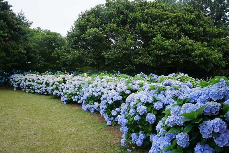 Busan/Jeju-Admire the well-deserved Jeju Island hydrangeas in Jeju Island, South Korea. The pink hydrangeas are very bright.