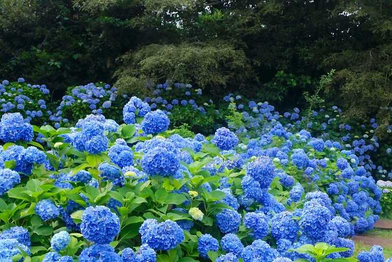 Busan/Jeju-Admire the well-deserved Jeju Island hydrangeas in Jeju Island, South Korea. The pink hydrangeas are very bright.