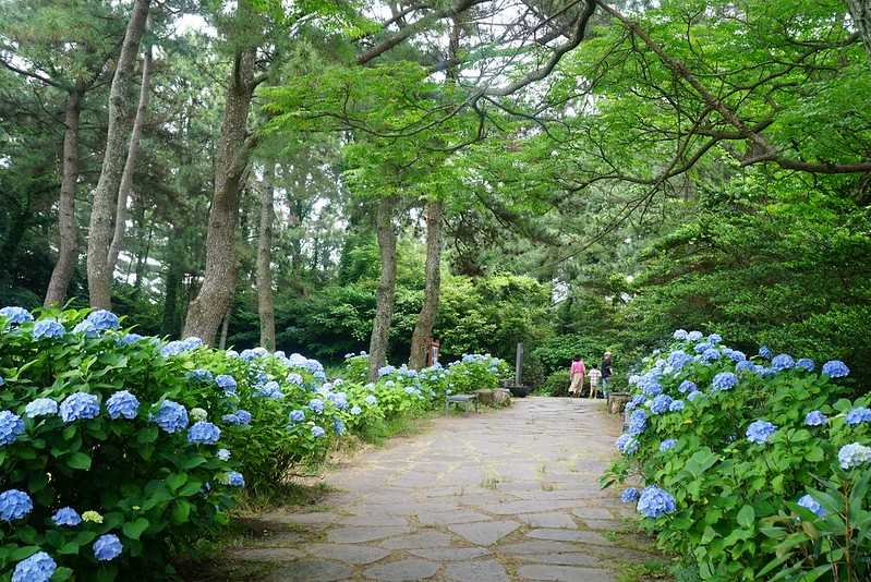 Busan/Jeju-Admire the well-deserved Jeju Island hydrangeas in Jeju Island, South Korea. The pink hydrangeas are very bright.