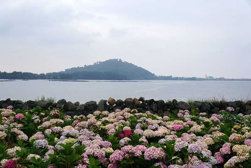 Busan/Jeju-Admire the well-deserved Jeju Island hydrangeas in Jeju Island, South Korea. The pink hydrangeas are very bright.