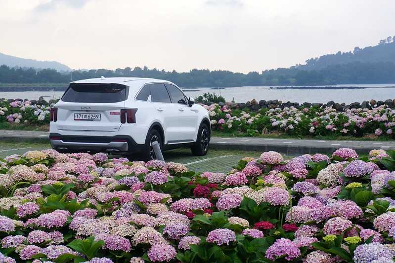 Busan/Jeju-Admire the well-deserved Jeju Island hydrangeas in Jeju Island, South Korea. The pink hydrangeas are very bright.