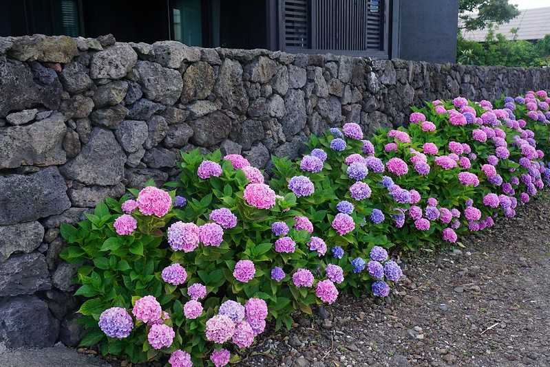 Busan/Jeju-Admire the well-deserved Jeju Island hydrangeas in Jeju Island, South Korea. The pink hydrangeas are very bright.