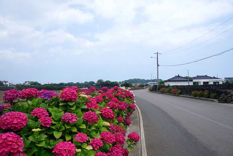 Busan/Jeju-Admire the well-deserved Jeju Island hydrangeas in Jeju Island, South Korea. The pink hydrangeas are very bright.