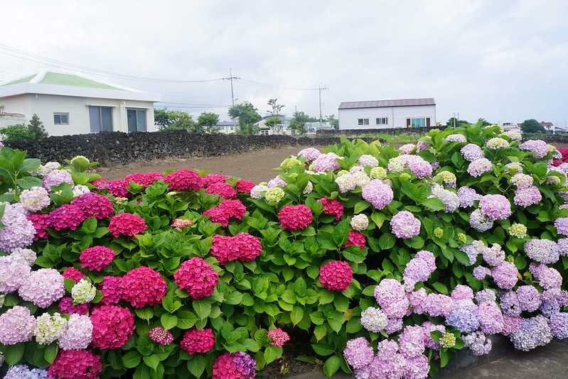 Busan/Jeju-Admire the well-deserved Jeju Island hydrangeas in Jeju Island, South Korea. The pink hydrangeas are very bright.