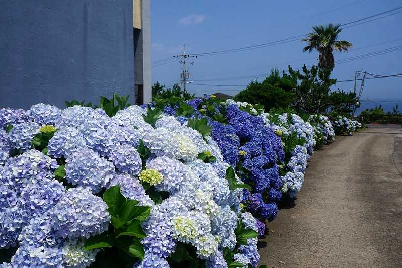 Busan/Jeju-Admire the well-deserved Jeju Island hydrangeas in Jeju Island, South Korea. The pink hydrangeas are very bright.