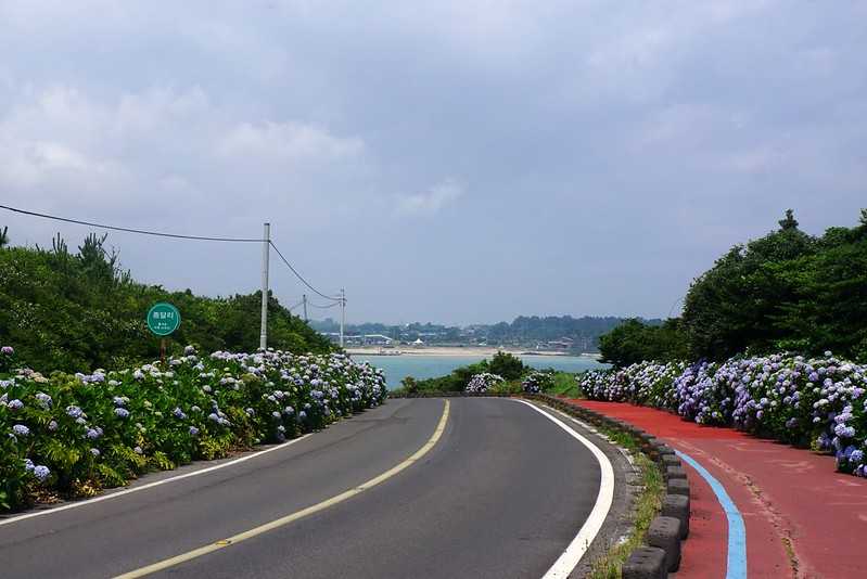 Busan/Jeju-Admire the well-deserved Jeju Island hydrangeas in Jeju Island, South Korea. The pink hydrangeas are very bright.