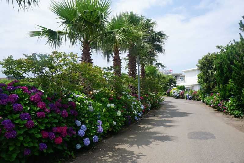 Busan/Jeju-Admire the well-deserved Jeju Island hydrangeas in Jeju Island, South Korea. The pink hydrangeas are very bright.