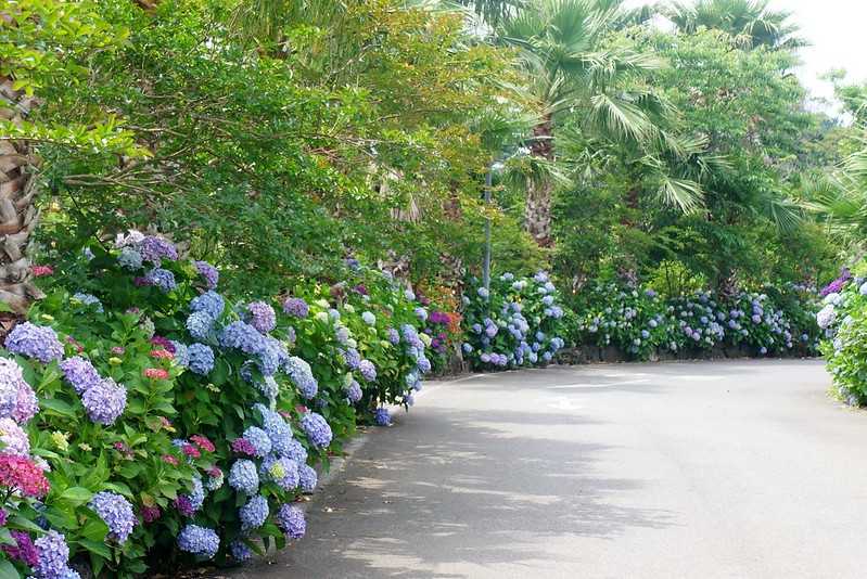 Busan/Jeju-Admire the well-deserved Jeju Island hydrangeas in Jeju Island, South Korea. The pink hydrangeas are very bright.