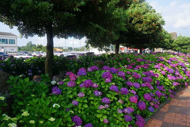 Busan/Jeju-Admire the well-deserved Jeju Island hydrangeas in Jeju Island, South Korea. The pink hydrangeas are very bright.