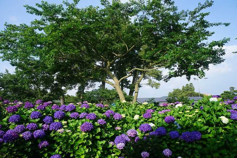 Busan/Jeju-Admire the well-deserved Jeju Island hydrangeas in Jeju Island, South Korea. The pink hydrangeas are very bright.