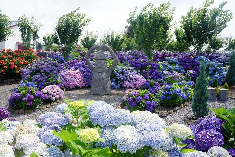 Busan/Jeju-Admire the well-deserved Jeju Island hydrangeas in Jeju Island, South Korea. The pink hydrangeas are very bright.