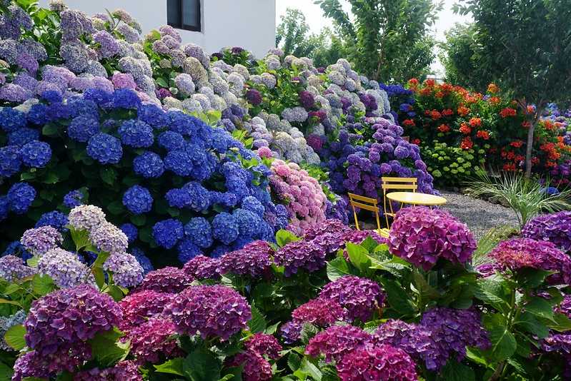 Busan/Jeju-Admire the well-deserved Jeju Island hydrangeas in Jeju Island, South Korea. The pink hydrangeas are very bright.