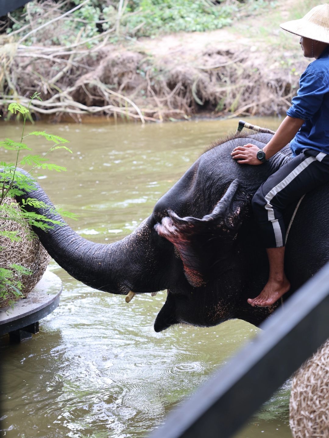 Pattaya-Attaya Diary Pattaya Elephant Village trip, I really like the feeling of being close to nature