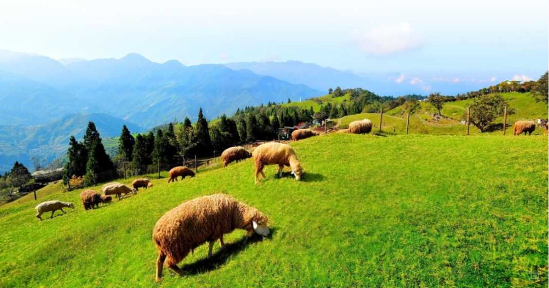 Taiwan-Taichung one-day chartered car tour guide, visit Wuling Farm and Nantou Sun Moon Lake