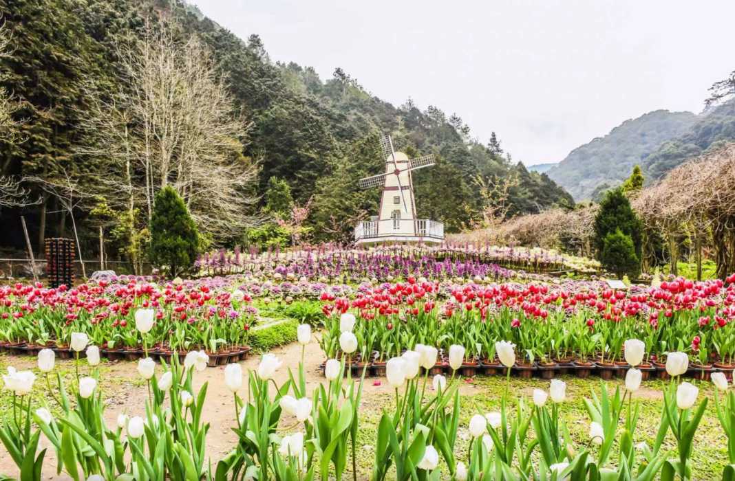 Taiwan-Taichung one-day chartered car tour guide, visit Wuling Farm and Nantou Sun Moon Lake