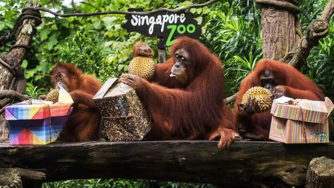 Singapore-2024 Singapore Zoo Day and Night Tour | Ticket Prices, Transportation, Attractions, Official Website, Breakfast