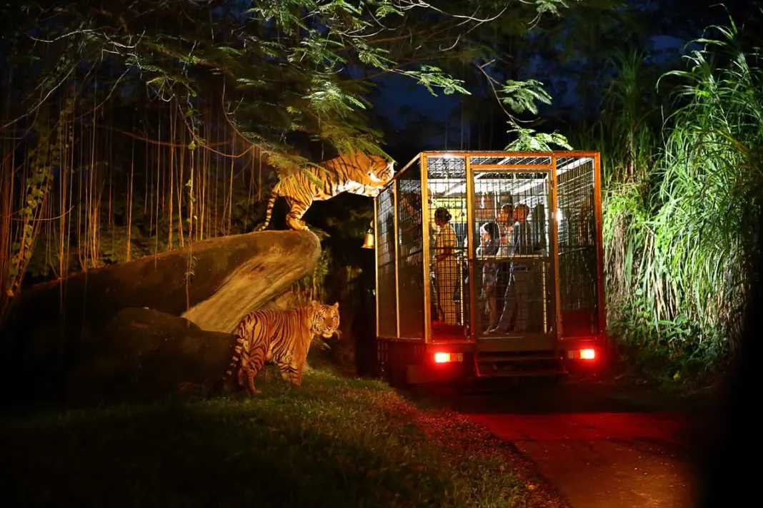 Singapore-2024 Singapore Zoo Day and Night Tour | Ticket Prices, Transportation, Attractions, Official Website, Breakfast