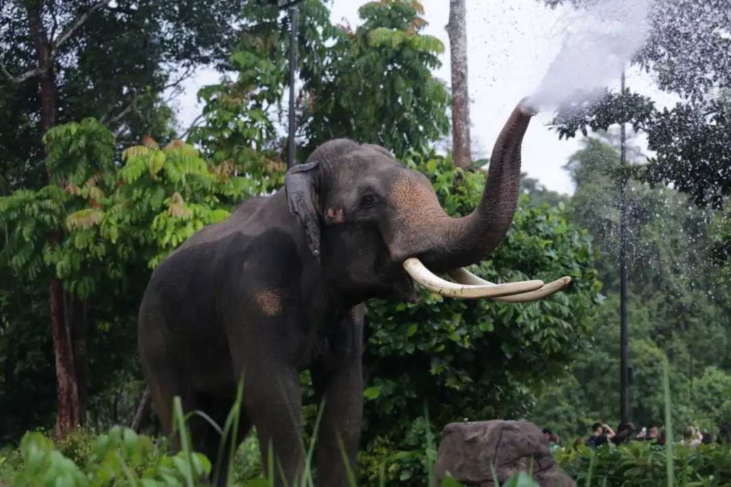 Singapore-2024 Singapore Zoo Day and Night Tour | Ticket Prices, Transportation, Attractions, Official Website, Breakfast