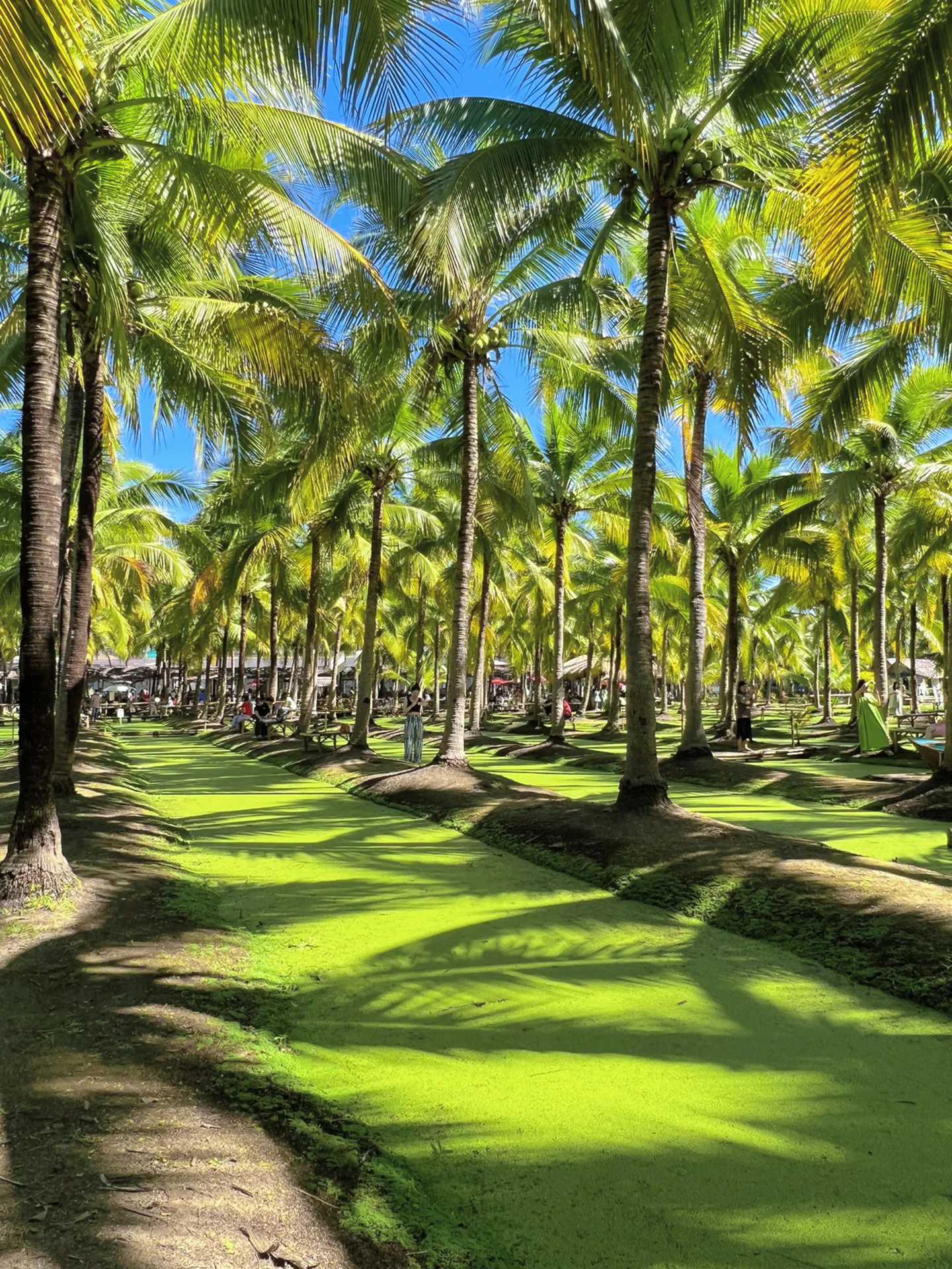 Chiang Mai-Chiang Mai Coconut Grove Market, buy snacks and handicrafts, and watch live performances