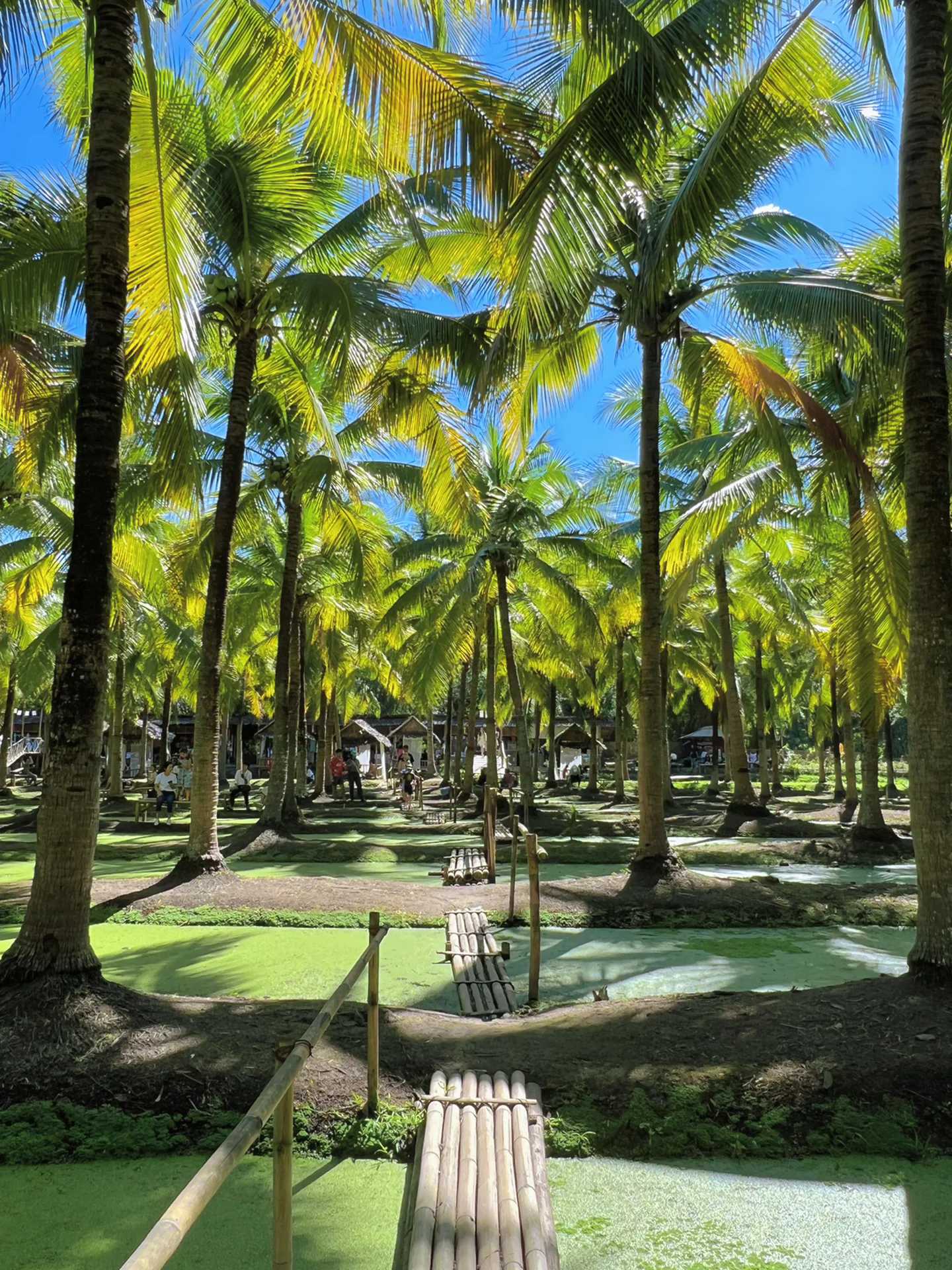 Chiang Mai-Chiang Mai Coconut Grove Market, buy snacks and handicrafts, and watch live performances