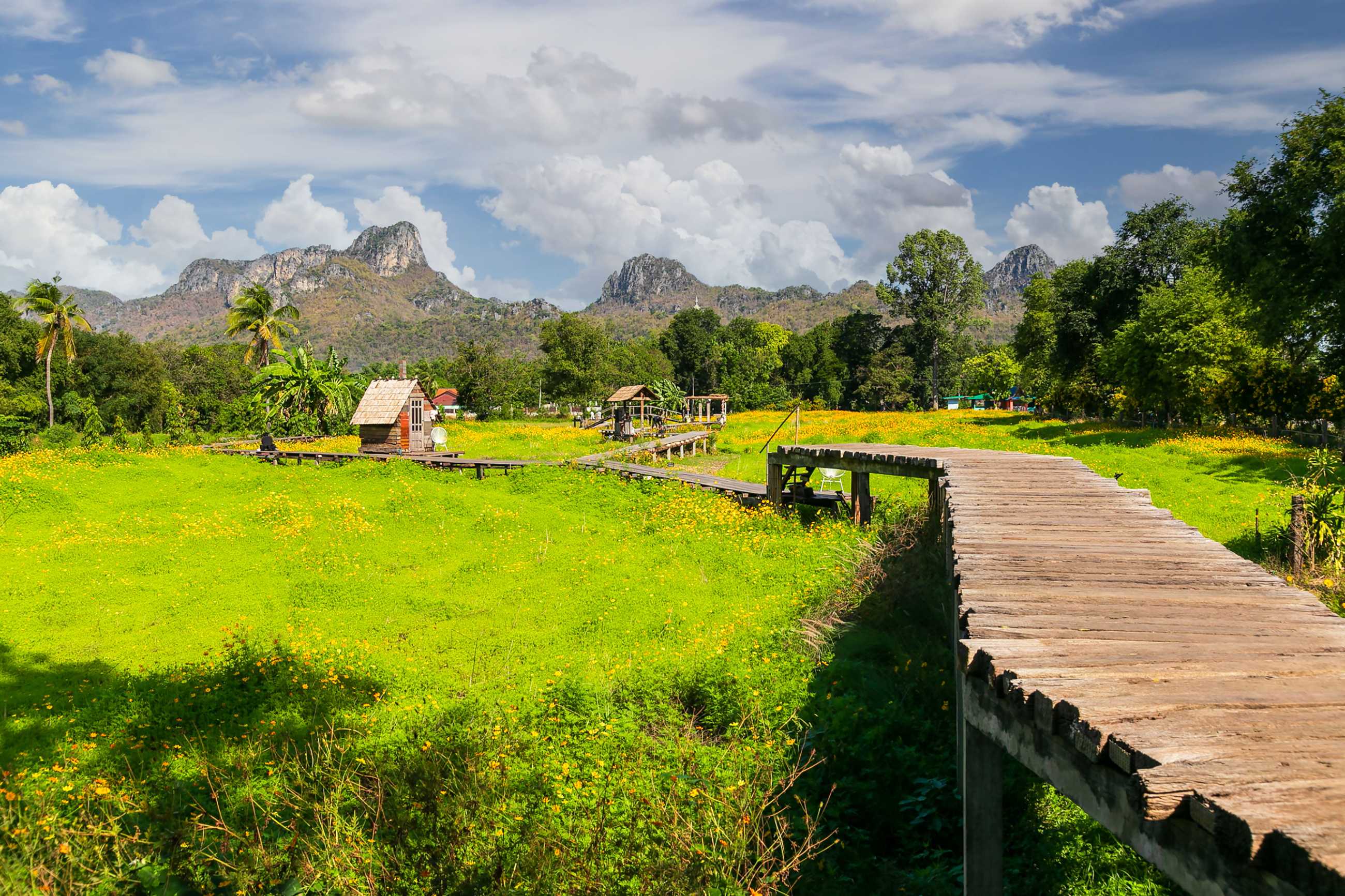 Bangkok-Admiring the beauty of blooming sunflowers in the winter fields at Khao Chin Lae, Lopburi Province, Thailand