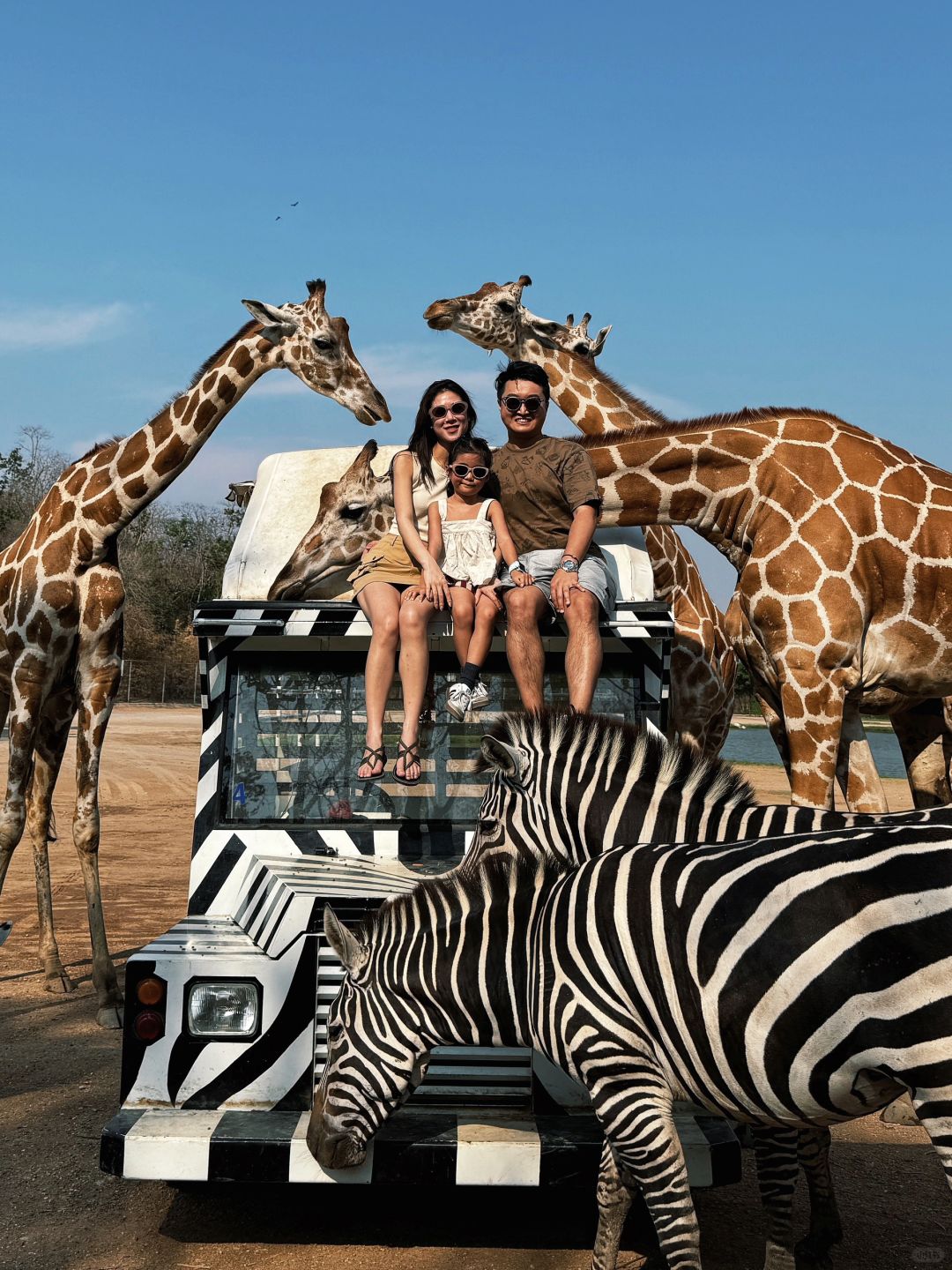 Bangkok-Bangkok Safari Park, 🦒take photos with zebras and giraffes, a paradise for children