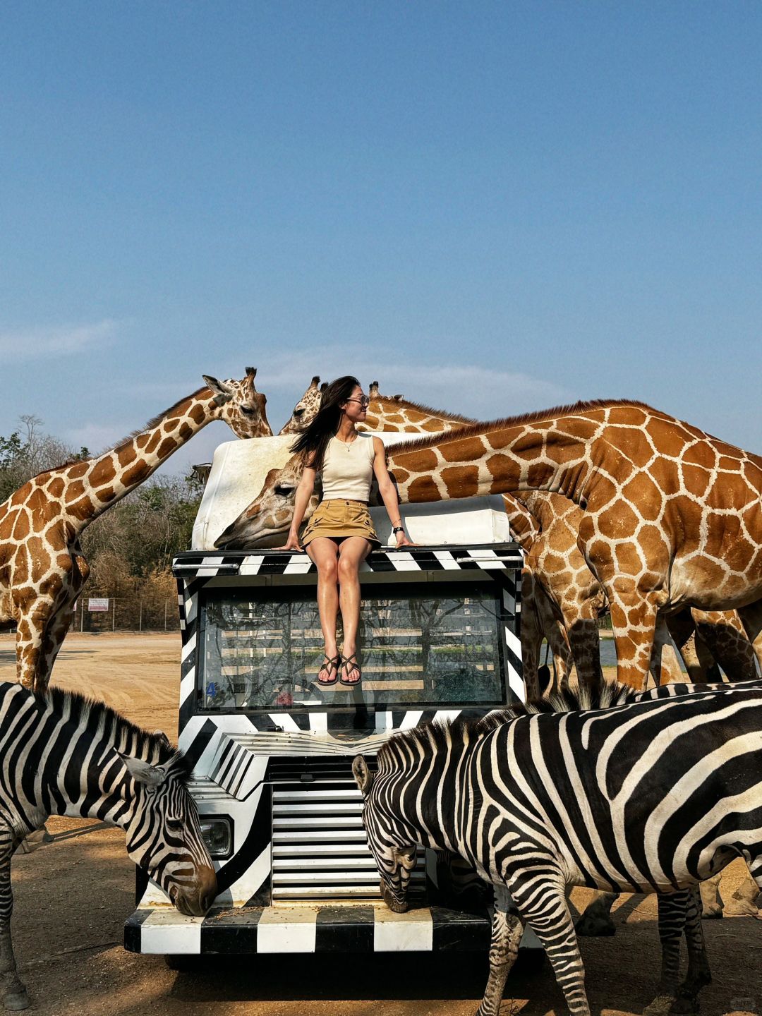 Bangkok-Bangkok Safari Park, 🦒take photos with zebras and giraffes, a paradise for children