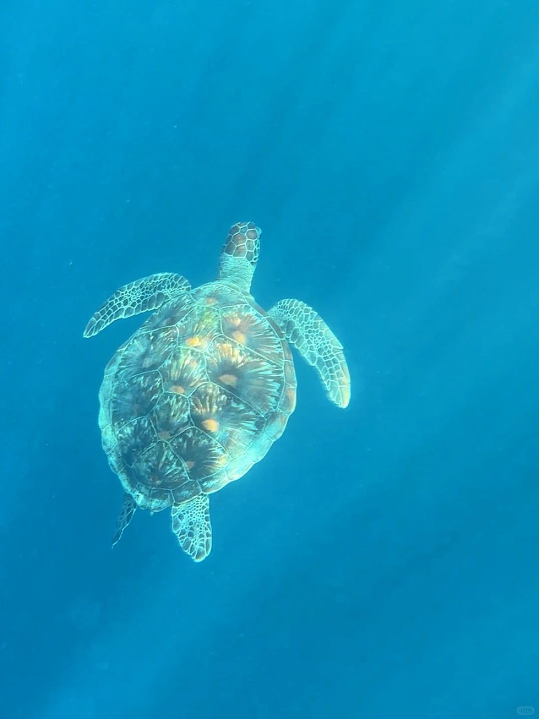 Boracay-Traveling Bohol Island in the Philippines, I saw dolphins and turtles under the blue water